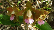Cattleya granulosa