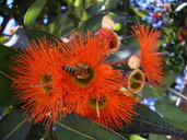 Eucalyptus ficifolia