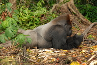 Gorilla gorilla