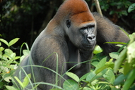 Gorilla gorilla