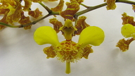 Oncidium barbatum