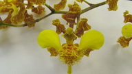 Oncidium barbatum