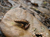 Mantidactylus albofrenatus