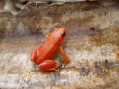 Mantella aurantiaca