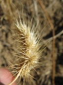 Hedgehog Dogtail Grass