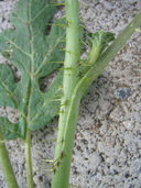 Solanum rostratum