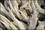 Thamnolia vermicularis