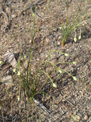 Allium lacunosum var. micranthum