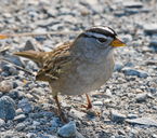 Zonotrichia leucophrys
