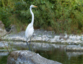 Ardea alba