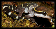 Banded Ground Gecko