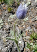 American Pasque-flower