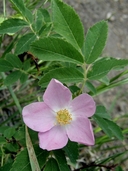 Rosa acicularis ssp. sayi