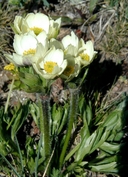 Narcissus Anemone