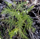 Eucrypta chrysanthemifolia var. chrysanthemifolia
