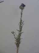 Eriastrum densifolium ssp. sanctorum