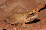 Pristimantis fenestratus