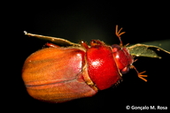 Phyllophaga montserratensis