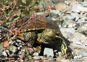 Caspian Turtle