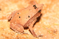 Rhinella proboscidea