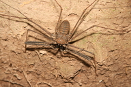 Giant Amazon Tailless Whipscorpion