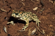 Bufotes viridis