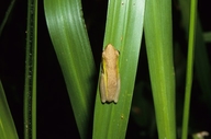 Litoria bicolor