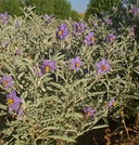 Solanum elaeagnifolium