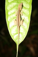 Anolis fuscoauratus