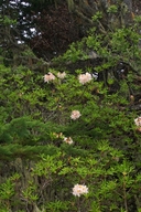 Rhododendron occidentale