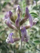 Astragalus minthorniae