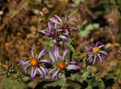Thick-stemmed Aster