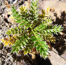 Acaena pinnatifida var. californica