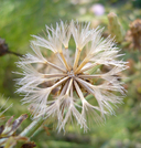 Chicory-leaf Stephanomeria