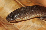 Loverdige's Garter Snake