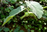 Corylus cornuta ssp. californica