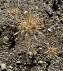 Leptosiphon ciliatus