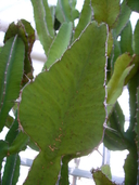 Euphorbia kibweziensis