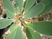 Euphorbia duranii var. ankaratrae