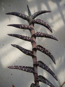 Aloe arenicola