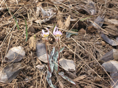 Scott Mountains Fawn Lily