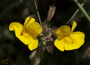 Erythranthe guttata