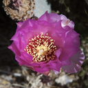 Opuntia basilaris