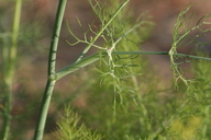 Foeniculum vulgare