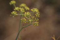 Foeniculum vulgare