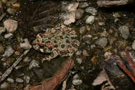 Anaxyrus boreas