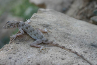 Persian Bent-toed Gecko