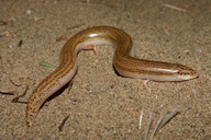 Street's Skink