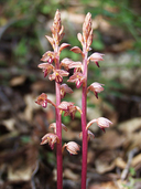 Corallorhiza striata