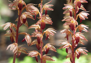Striped Coral-root